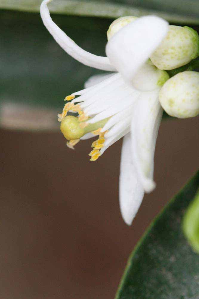              Flower (Riverside, CA)       